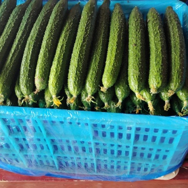 豫北果蔬交易市场精品黄瓜大量上市