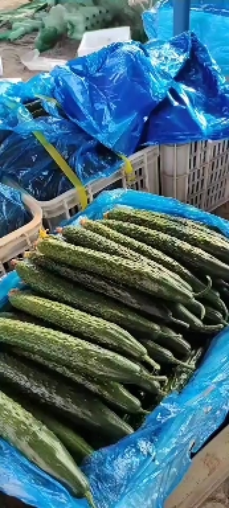 豫北果蔬交易市场精品黄瓜大量上市