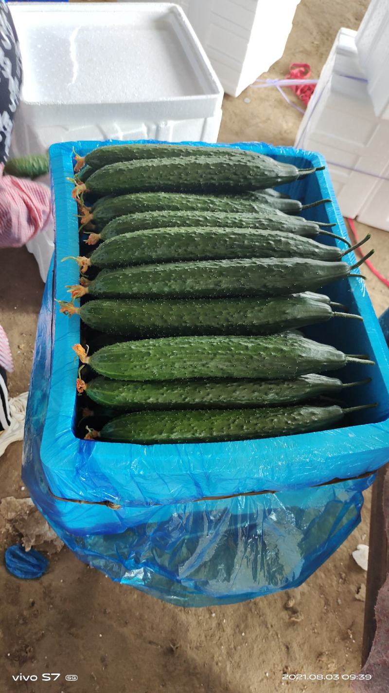豫北果蔬交易市场精品黄瓜大量上市