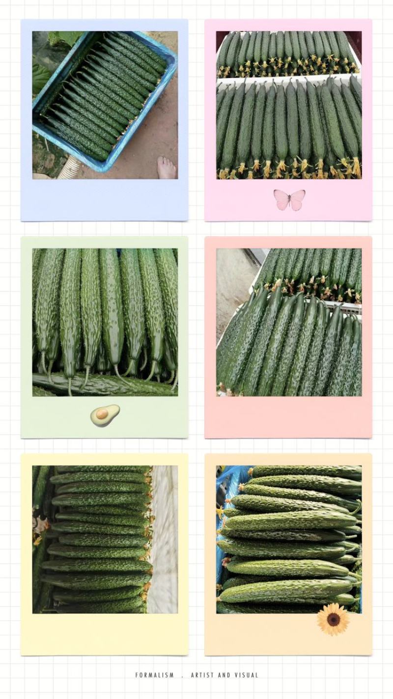 豫北果蔬交易市场精品黄瓜大量上市