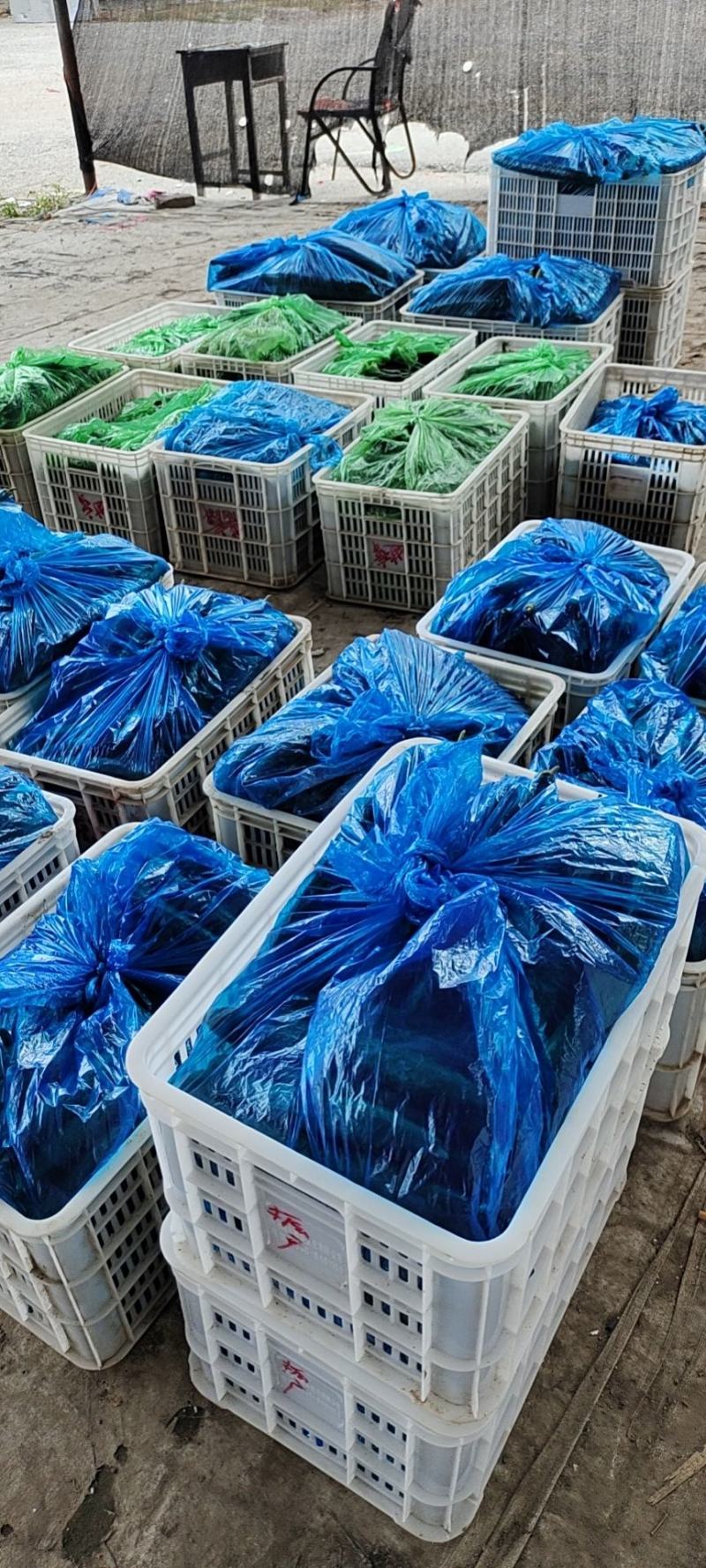 豫北果蔬交易市场精品黄瓜大量上市