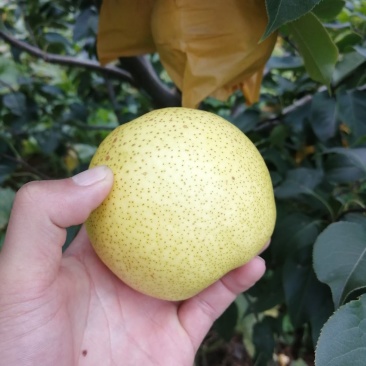 云南红土高原雪花梨，果面好，糖度高，周期长，种植广。