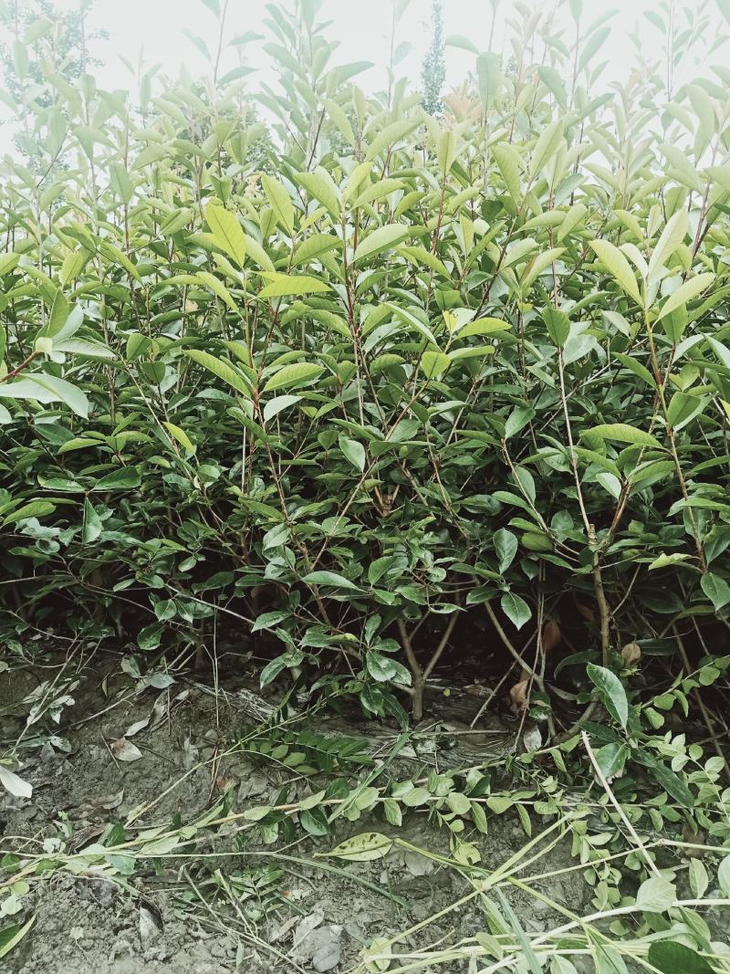 红叶石楠毛笼子