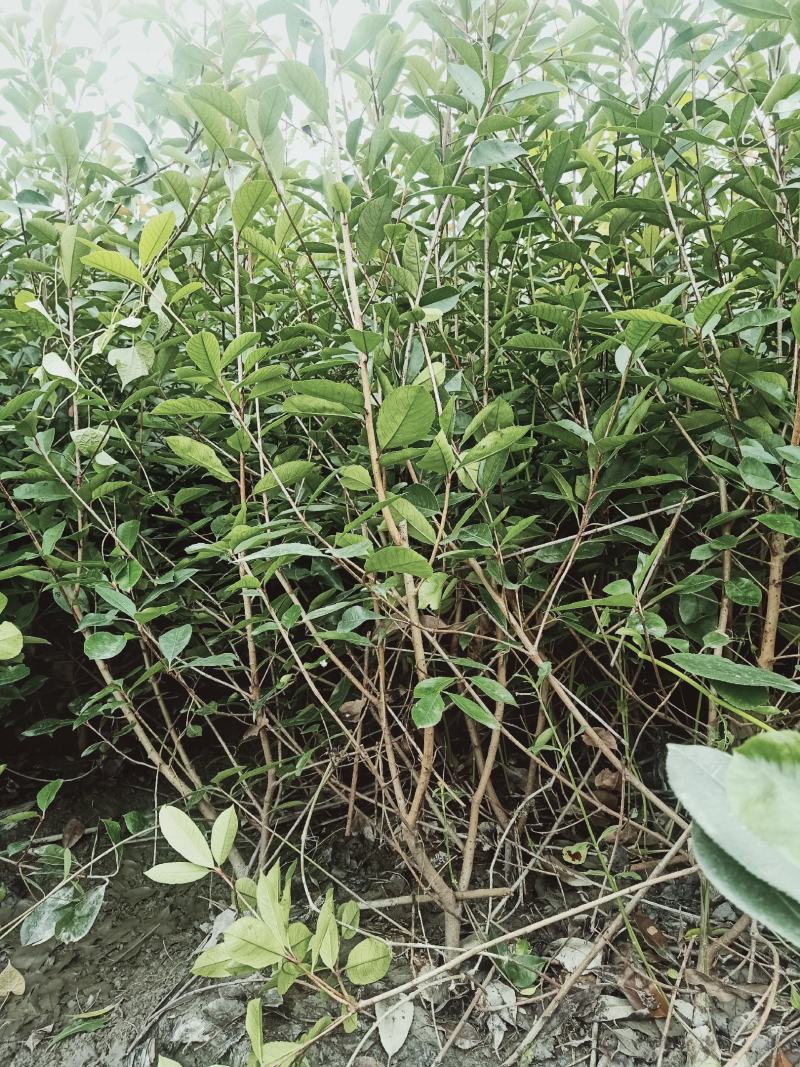 红叶石楠毛笼子