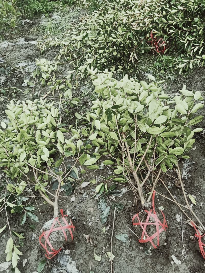 红叶石楠毛笼子