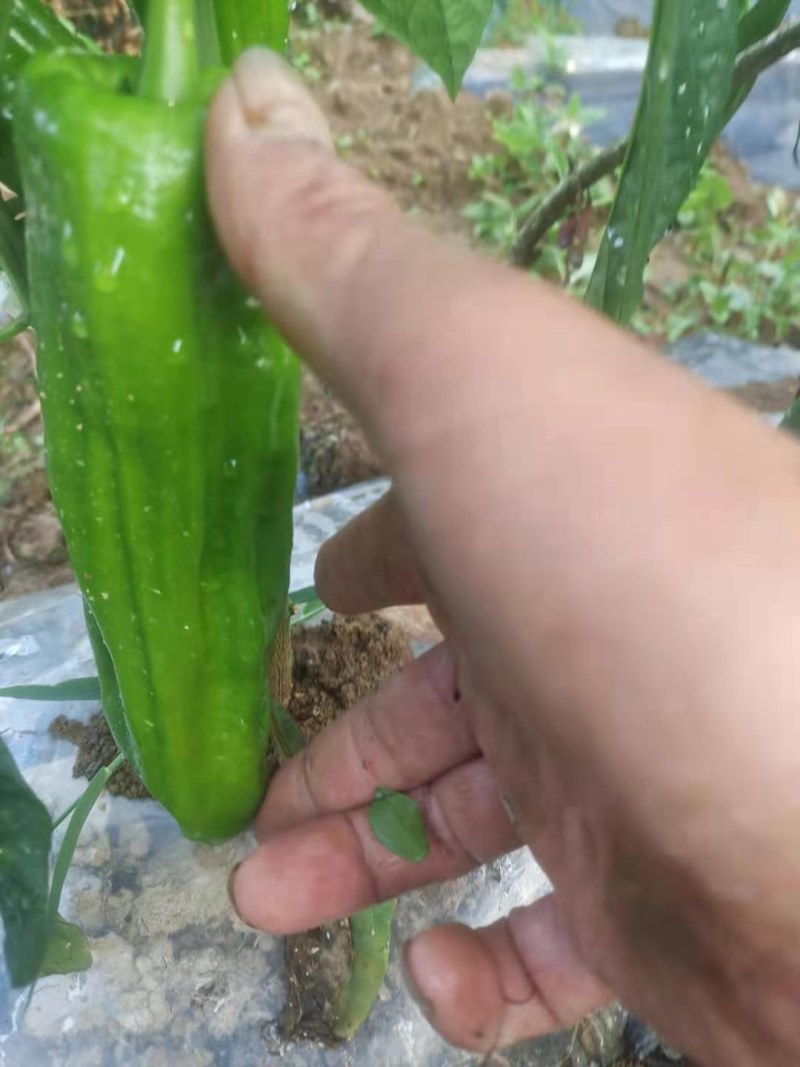 高海拔地区精品虎皮椒大量上市中，欢迎选购