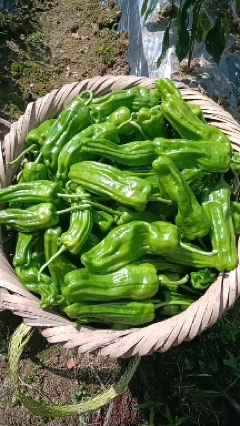 高海拔地区精品虎皮椒大量上市中，欢迎选购