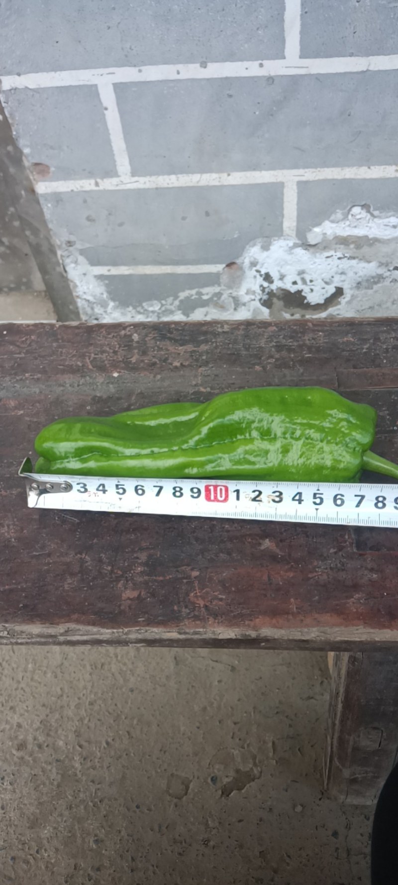 高海拔地区精品虎皮椒大量上市中，欢迎选购