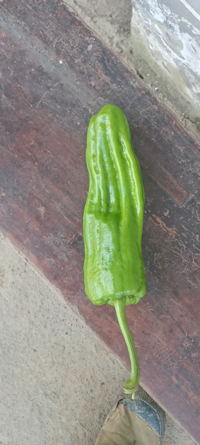 高海拔地区精品虎皮椒大量上市中，欢迎选购