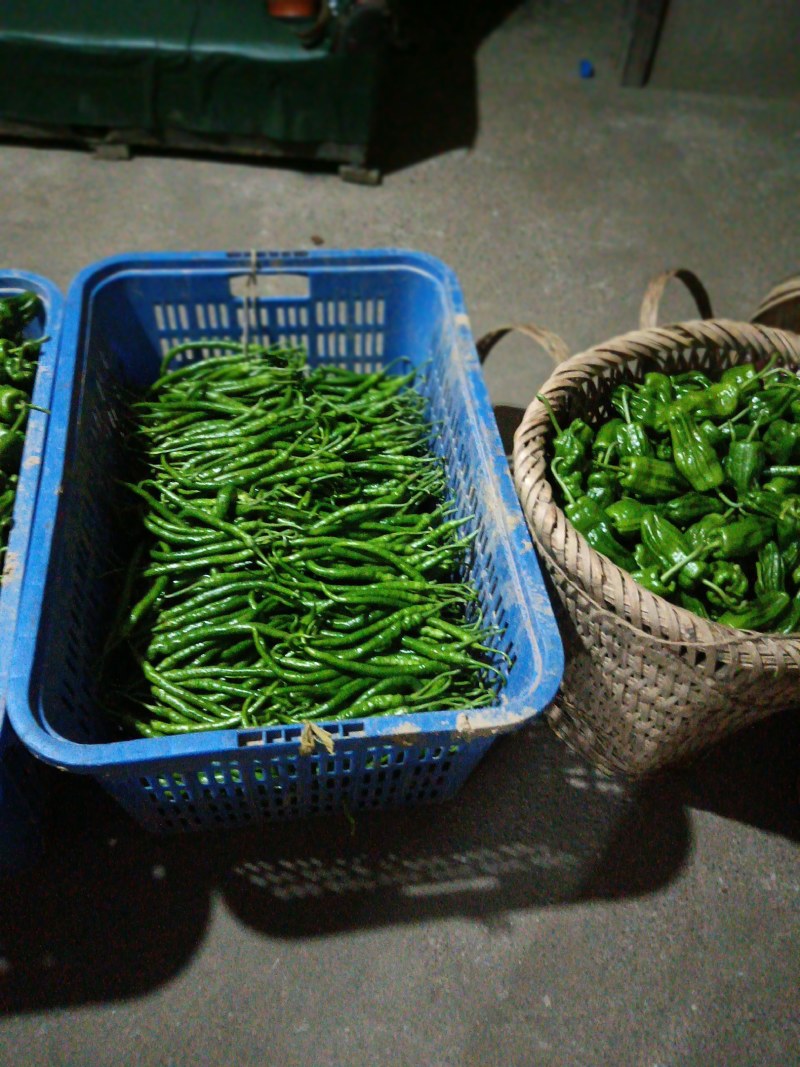 高海拔地区精品虎皮椒大量上市中，欢迎选购