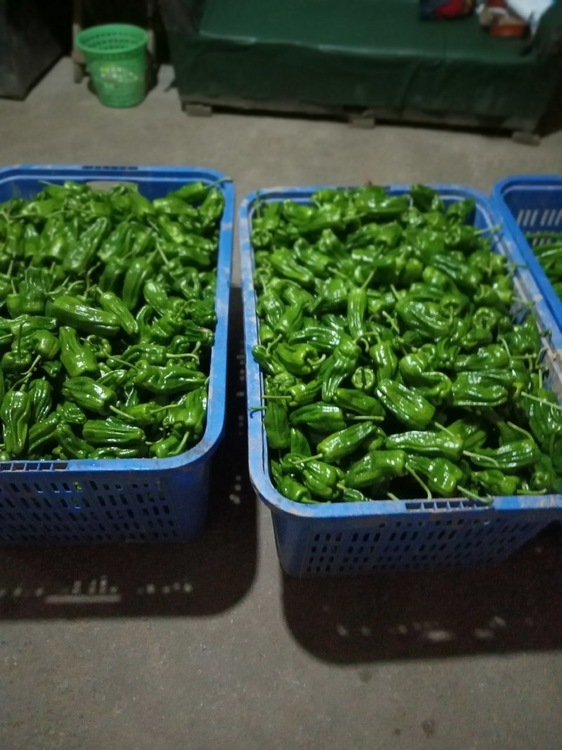 高海拔地区精品虎皮椒大量上市中，欢迎选购