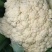 河南通许，精品有机松花，花白，青梗，诚信经营