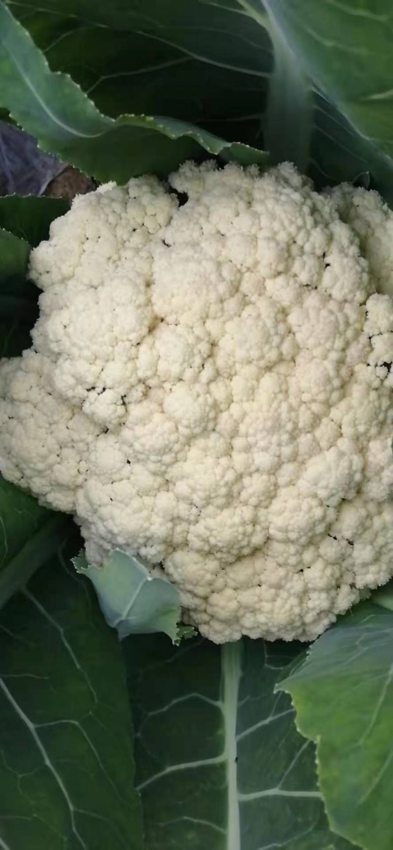 河南通许，精品有机松花，花白，青梗，诚信经营