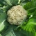 河南通许，精品有机松花，花白，青梗，诚信经营