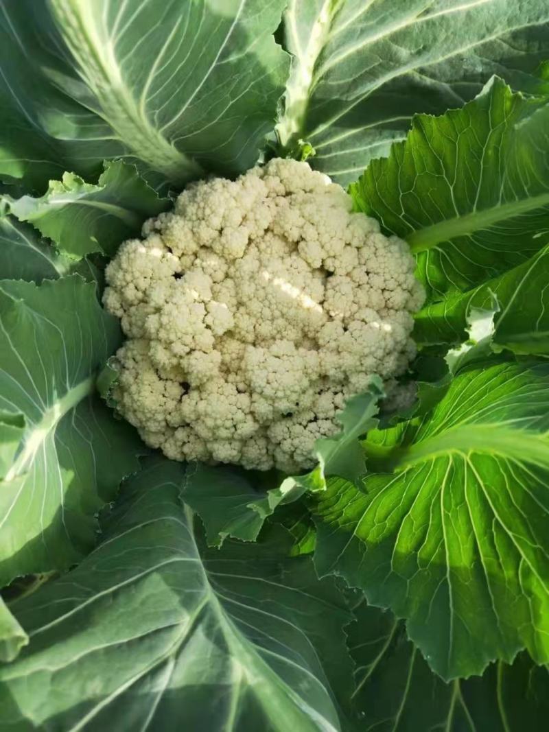 河南通许，精品有机松花，花白，青梗，诚信经营