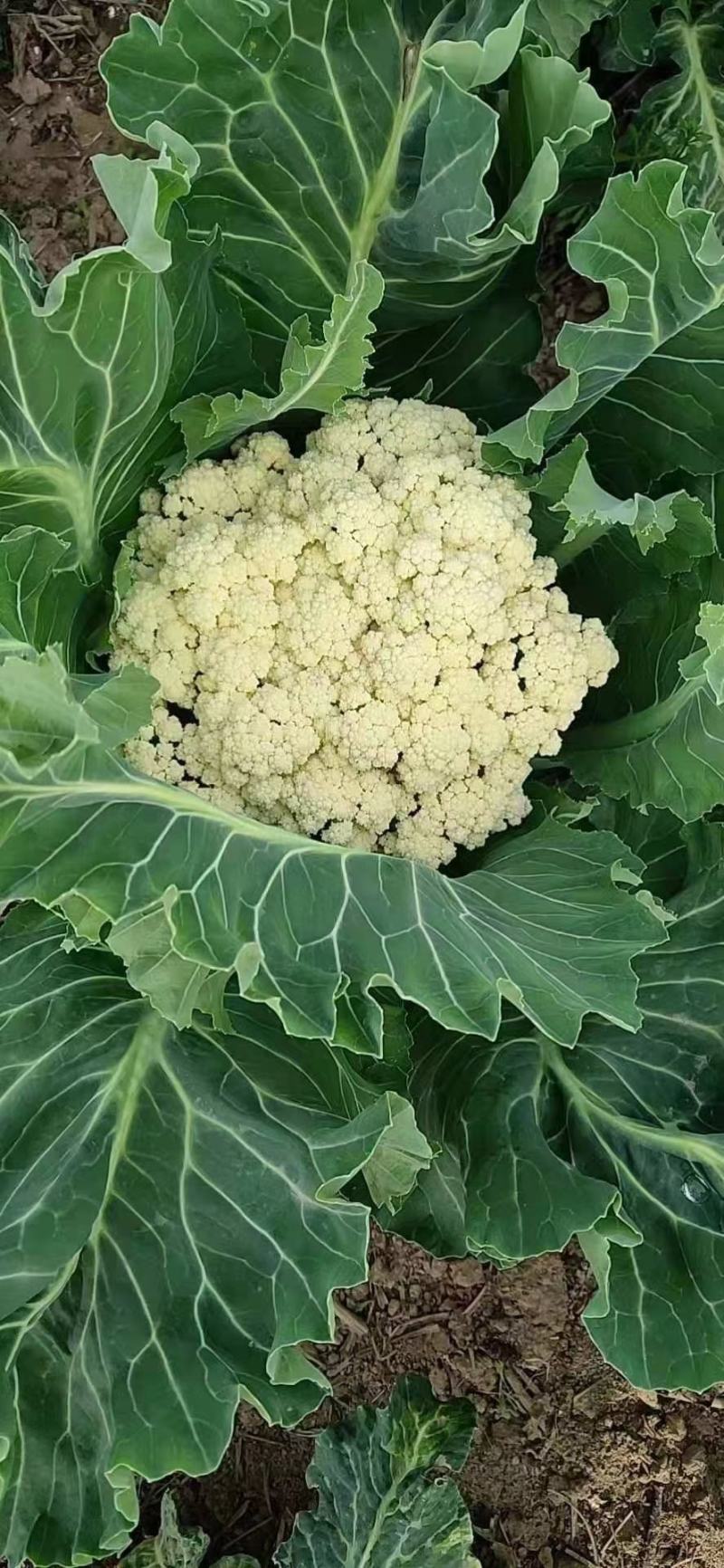 河南通许，精品有机松花，花白，青梗，诚信经营