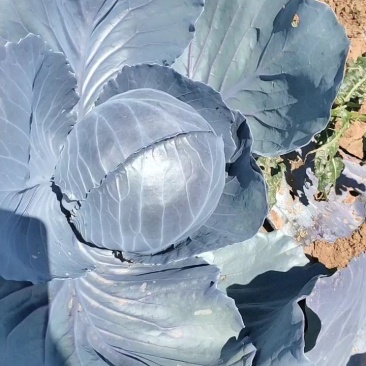 张家口专业紫甘蓝（紫甘蓝）包证质量大量有货欢迎咨询