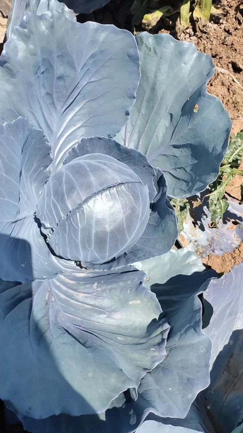 张家口专业紫甘蓝（紫甘蓝）包证质量大量有货欢迎咨询