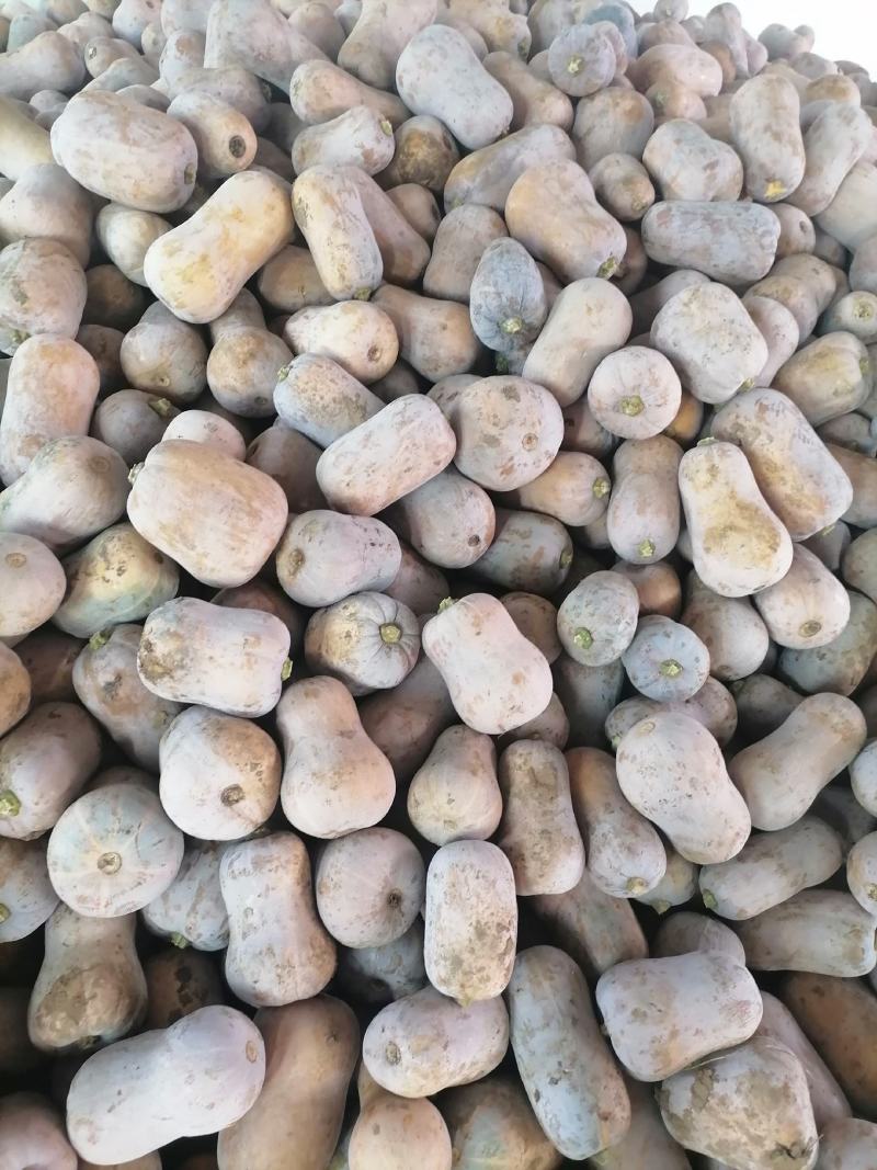 板栗南瓜枕头南瓜(现货)耐运输耐储存日供100吨