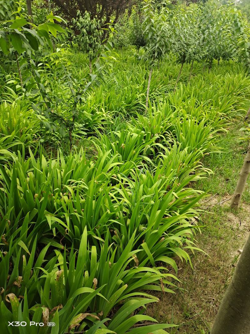 鄢陵苗圃直销兰花鸢尾紫花鸢尾全国发货量大优惠