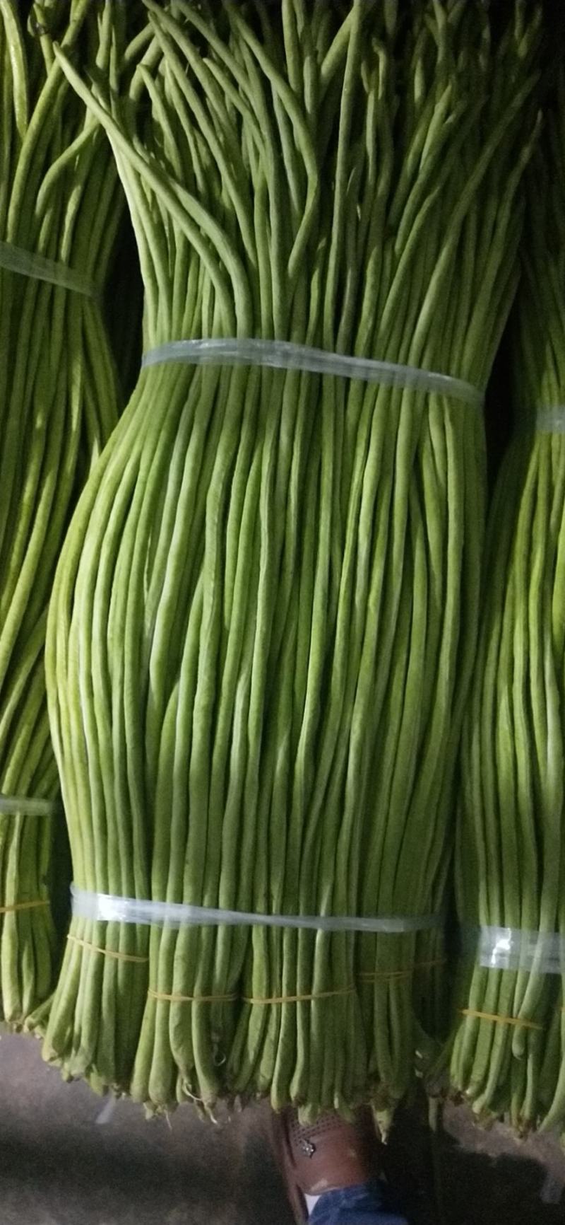 西双版纳景洪市橄榄坝长豆角9月大量上市