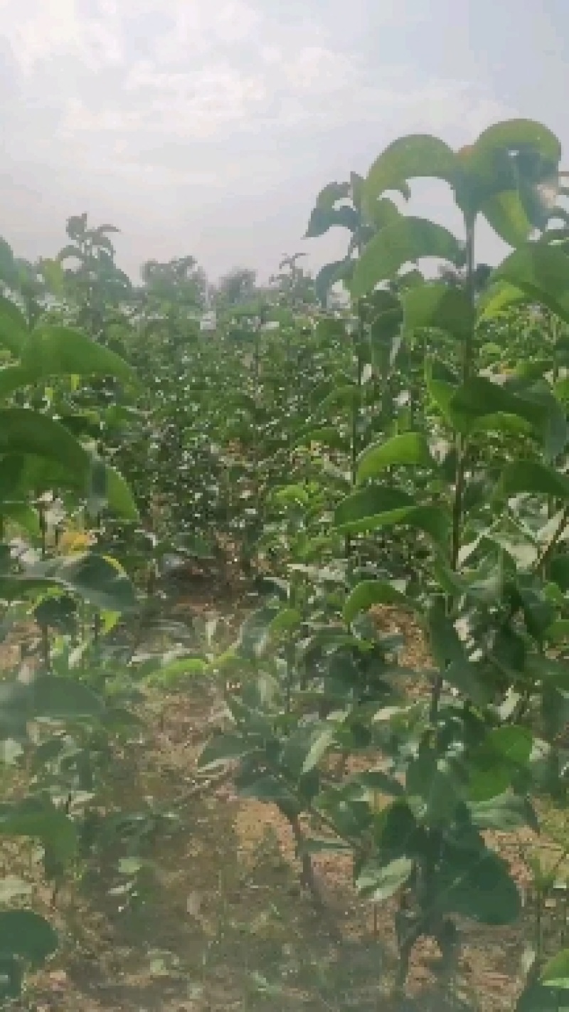 秋月梨苗，杜梨根系，抗病能力强，直径1公分以上，