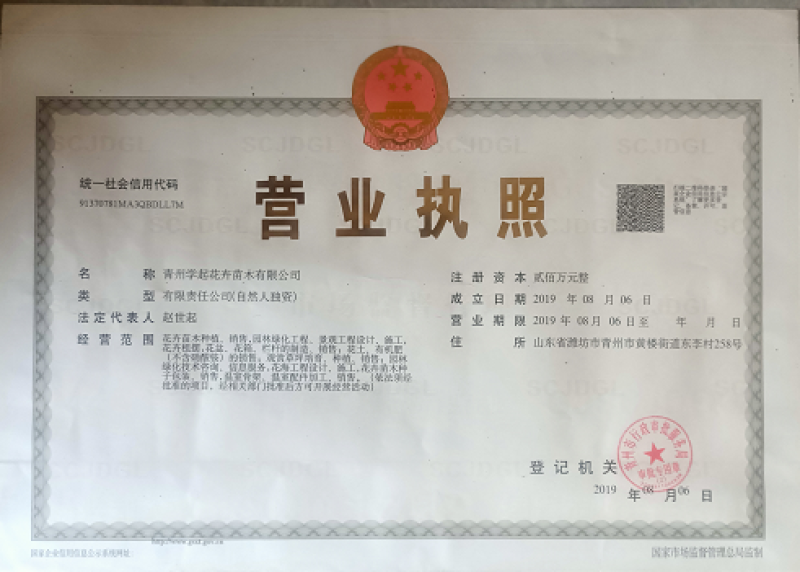 青州学起花卉，红花檵木，基地直销可视频看货