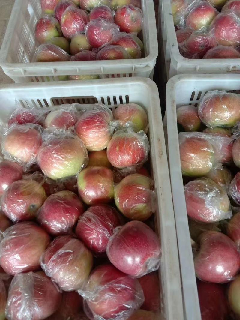 山东美八苹果大量上市中，产地直发，一手货源保证质量