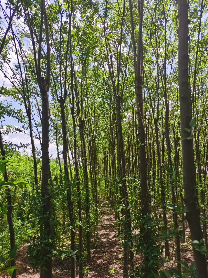 精品截杆发冒朴树基地直供