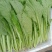 小白菜青梗小白菜叶菜现割现发可视频看菜