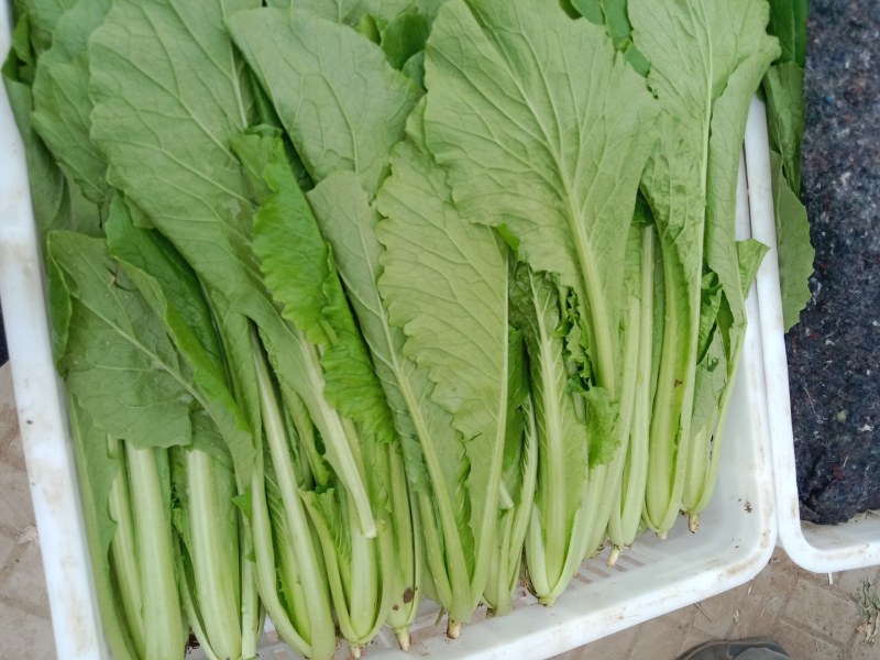 小白菜青梗小白菜叶菜现割现发可视频看菜