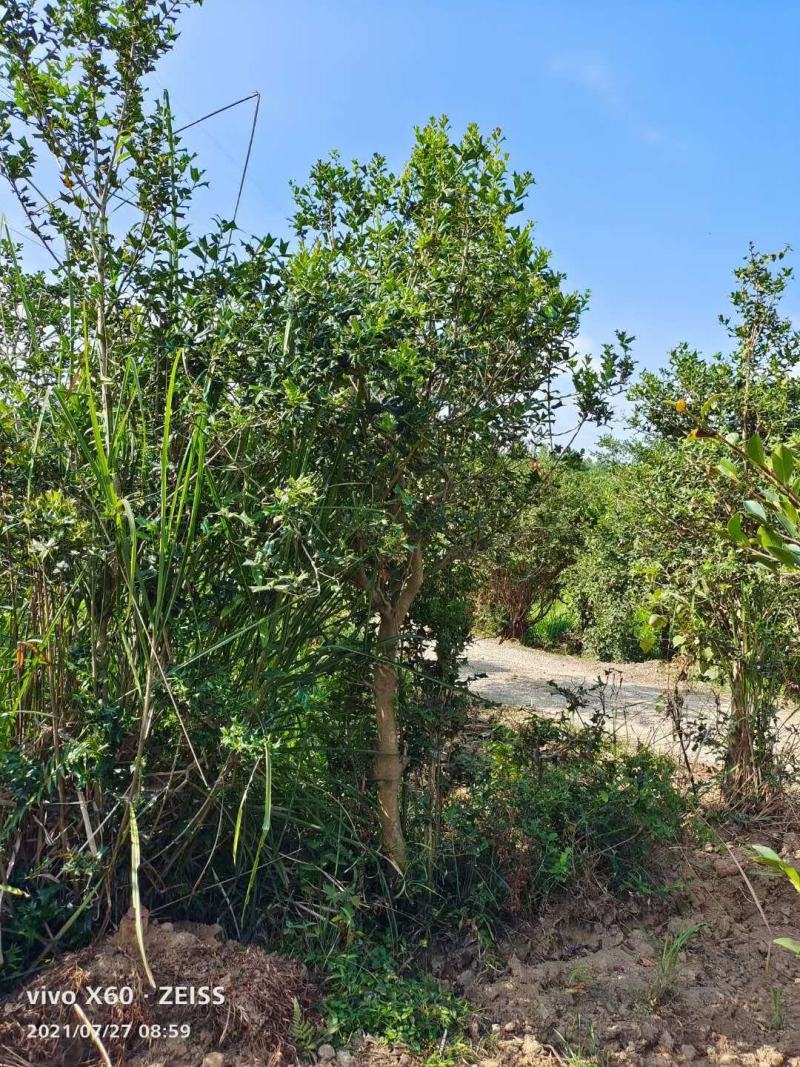 枸骨/绿化苗木/乔灌木/冬青/枸骨树苗/枸骨林木