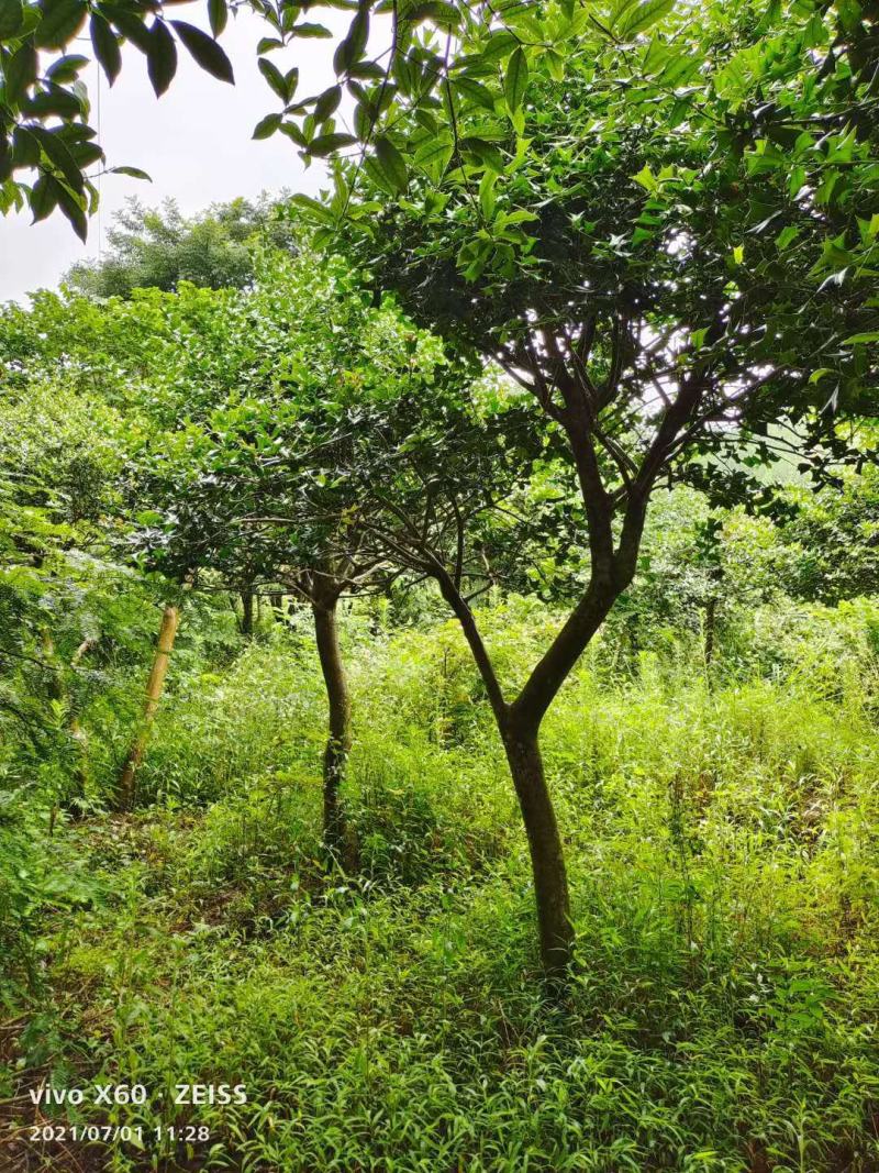 枸骨/绿化苗木/乔灌木/冬青/枸骨树苗/枸骨林木