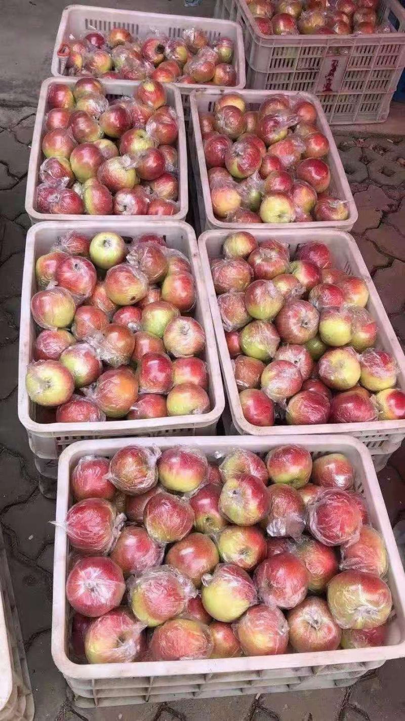 【热卖中】红露冰糖心红苹果糖分足个头大脆甜多汁保质保量