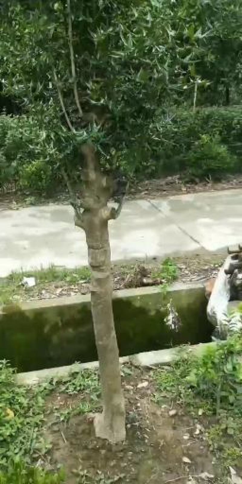 枸骨/绿化苗木/乔灌木/冬青/枸骨树苗/绿化林木