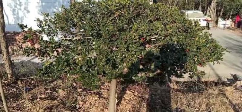 枸骨/绿化苗木/乔灌木/冬青/枸骨树苗/绿化林木