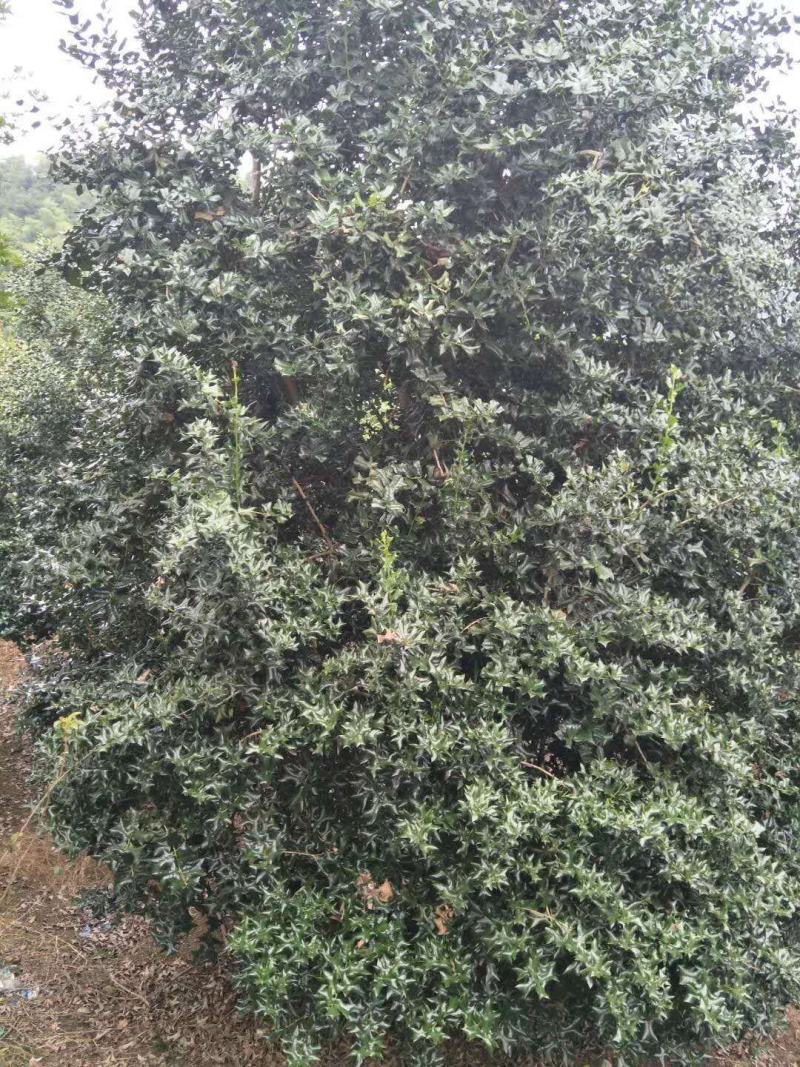 枸骨/绿化苗木/乔灌木/冬青/枸骨树苗/绿化林木