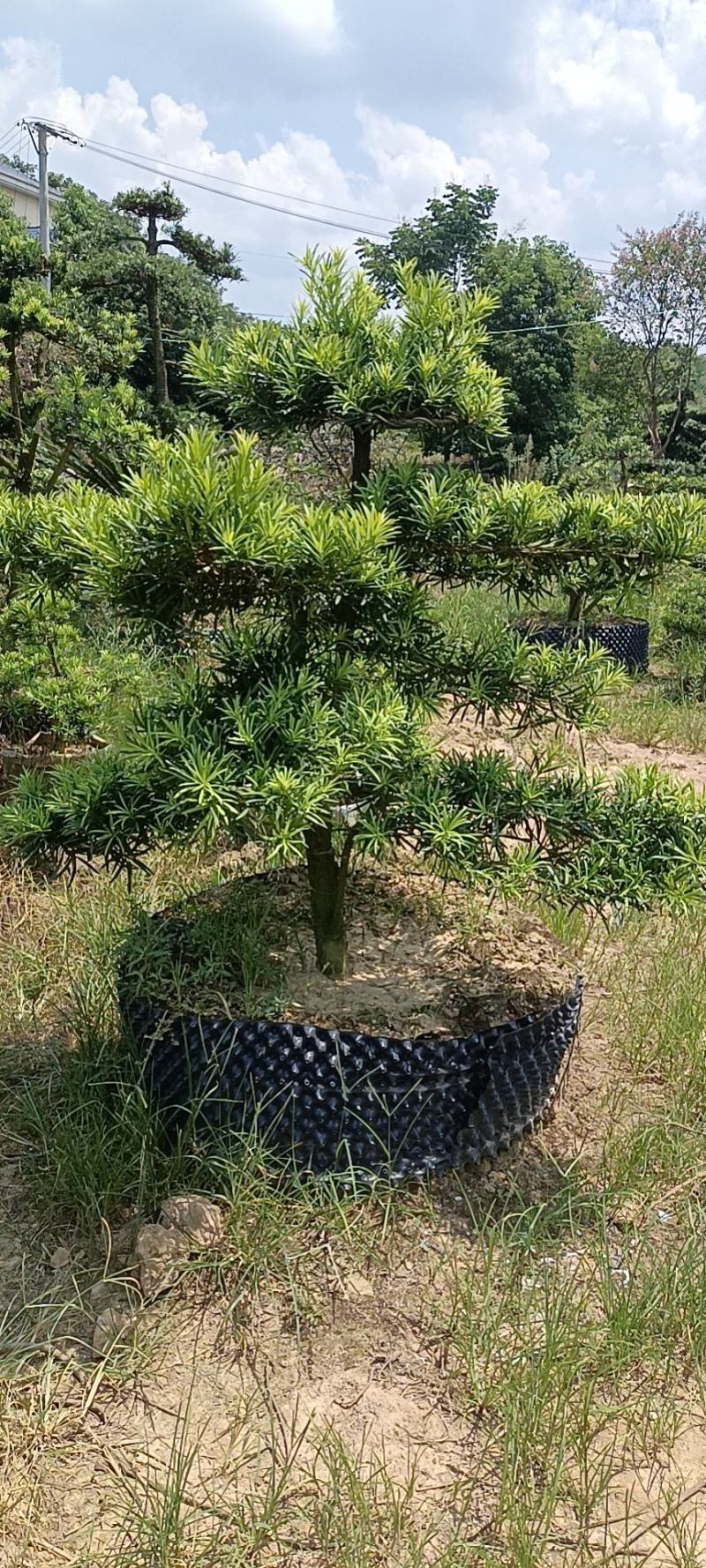 罗汉松，精品罗汉松，罗汉松造型树，造型罗汉松控根苗