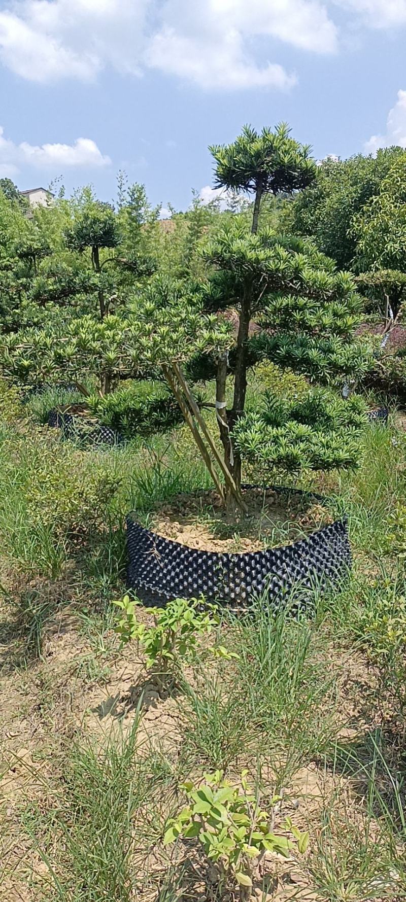 罗汉松，精品罗汉松，罗汉松造型树，造型罗汉松控根苗