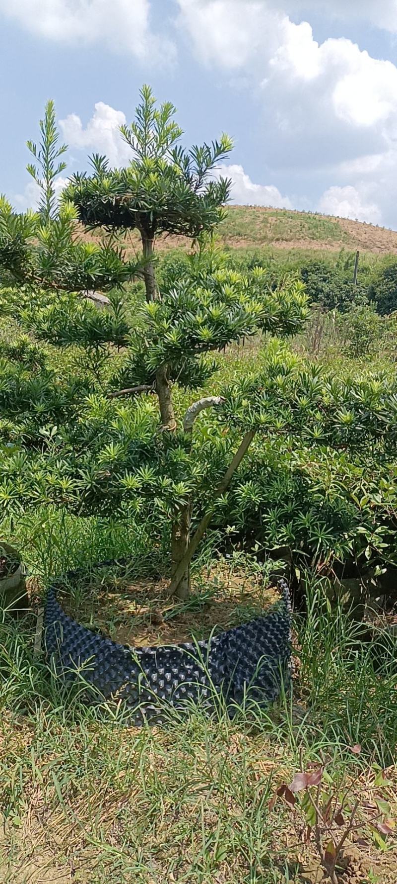 罗汉松，精品罗汉松，罗汉松造型树，造型罗汉松控根苗