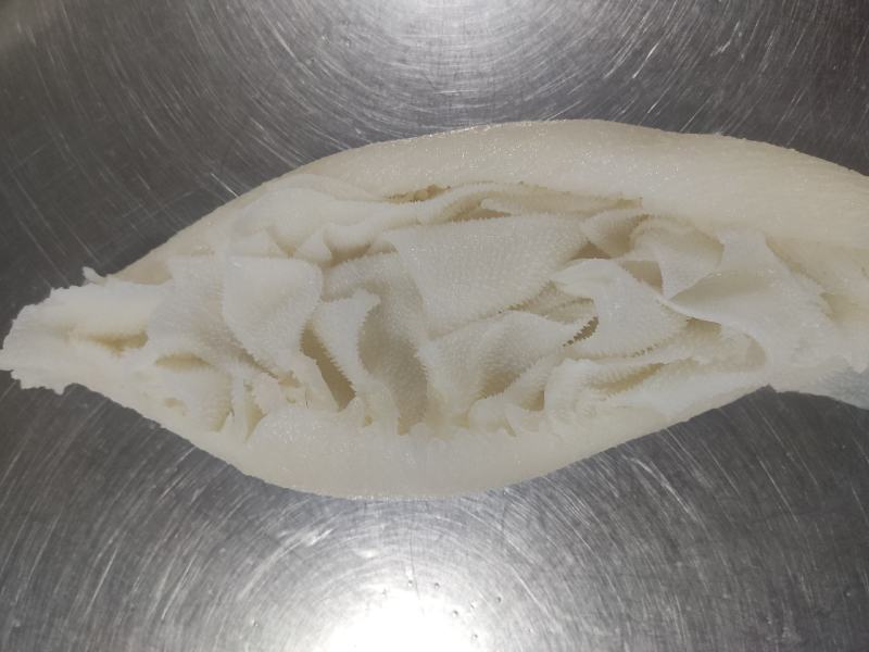 白肚白千层有货质量好
