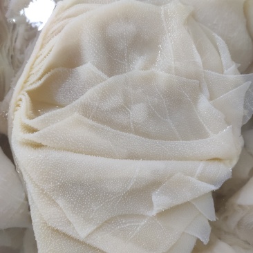 白肚白千层有货质量好