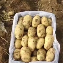 土豆