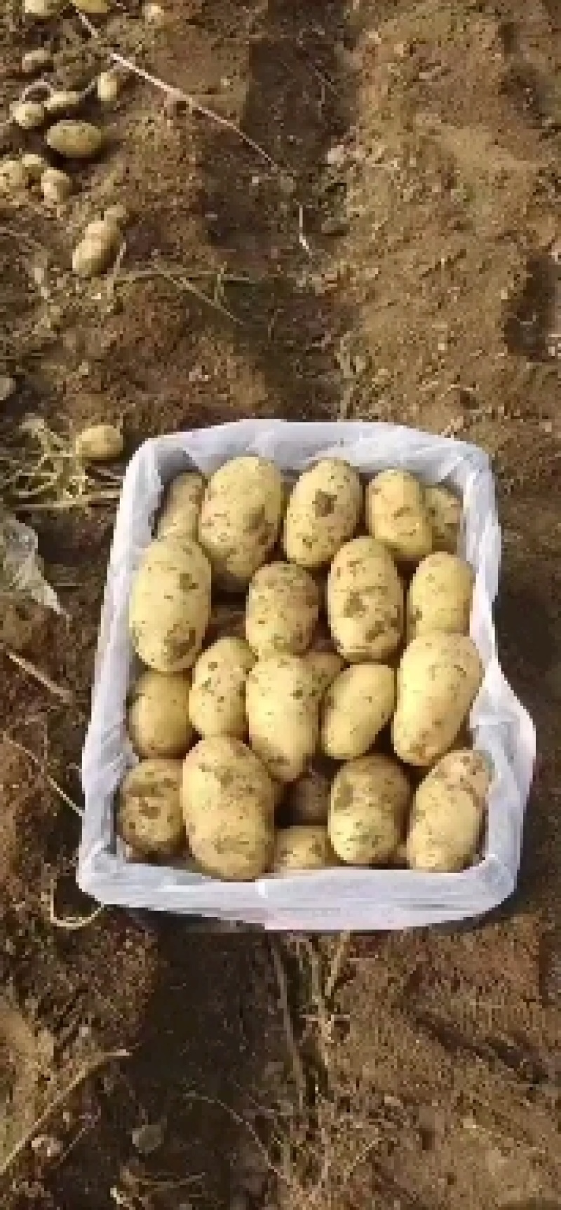 土豆