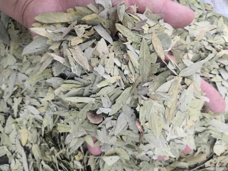 无流番泻叶净货各种中草药批发新货大货批发