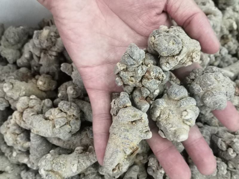 无流番泻叶净货各种中草药批发新货大货批发