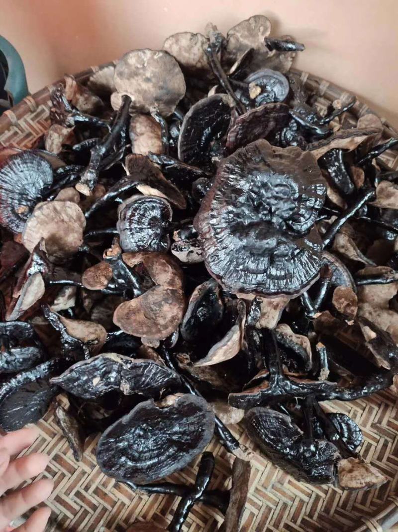 无流黑灵芝灵芝新货大货批发中磨粉量大从优