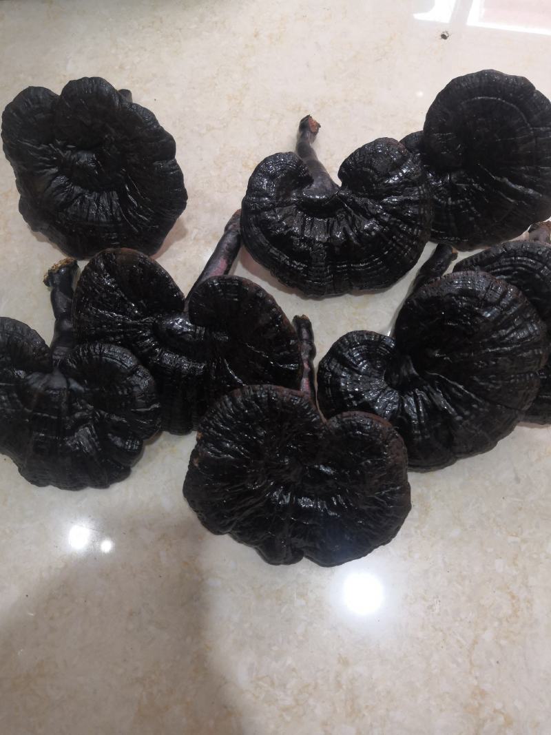 无流黑灵芝灵芝新货大货批发中磨粉量大从优
