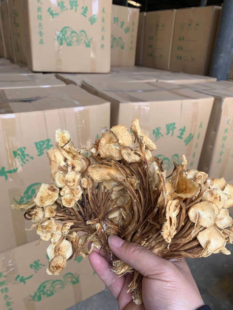 2021年新货地摊江湖茶树菇，金针菇，质量好，一件40斤