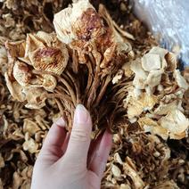 2021年新货地摊江湖茶树菇，金针菇，质量好，一件40斤